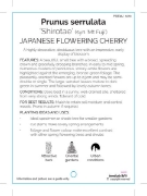 Picture of PRUNUS JAPANESE FLOWERING SHIROTAE (Syn MT FUJI) Jumbo Tag                                                                                            