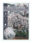 Picture of PRUNUS SUBHIRTELLA WHITE WEEPING CHERRY Jumbo Tag                                                                                                     