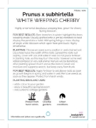 Picture of PRUNUS SUBHIRTELLA WHITE WEEPING CHERRY Jumbo Tag                                                                                                     