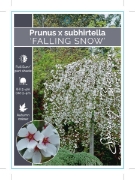 Picture of PRUNUS SUBHIRTELLA FALLING SNOW Jumbo Tag                                                                                                             