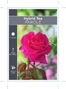Picture of ROSE PAROLE (HT)                                                                                                                                      