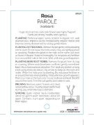 Picture of ROSE PAROLE (HT)                                                                                                                                      