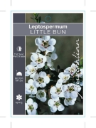 Picture of LEPTOSPERMUM POLYGALIFOLIUM LITTLE BUN                                                                                                                