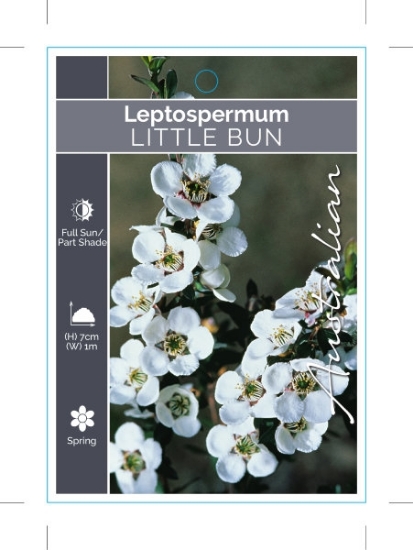 Picture of LEPTOSPERMUM POLYGALIFOLIUM LITTLE BUN                                                                                                                