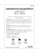 Picture of LEPTOSPERMUM POLYGALIFOLIUM LITTLE BUN                                                                                                                