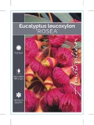 Picture of EUCALYPTUS LEUCOXYLON ROSEA                                                                                                                           