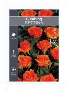 Picture of ROSE BETTINA CLIMBING                                                                                                                                 