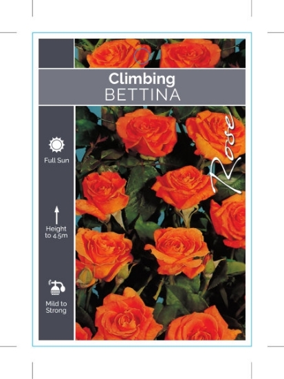 Picture of ROSE BETTINA CLIMBING                                                                                                                                 