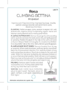 Picture of ROSE BETTINA CLIMBING                                                                                                                                 