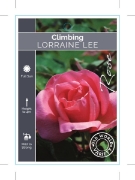 Picture of ROSE LORRAINE LEE CLIMBING (OW)                                                                                                                       