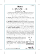 Picture of ROSE LORRAINE LEE CLIMBING (OW)                                                                                                                       