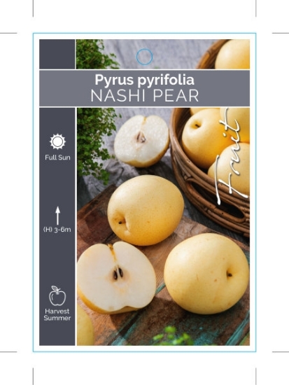 Picture of FRUIT PEAR NASHI                                                                                                                                      