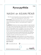 Picture of FRUIT PEAR NASHI                                                                                                                                      