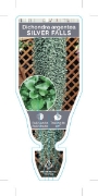 Picture of HOUSEPLANT DICHONDRA SILVER FALLS                                                                                                                     