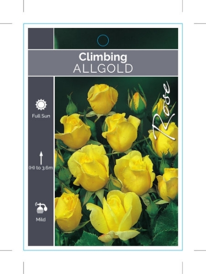 Picture of ROSE ALLGOLD CLIMBING                                                                                                                                 