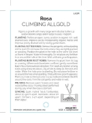 Picture of ROSE ALLGOLD CLIMBING                                                                                                                                 