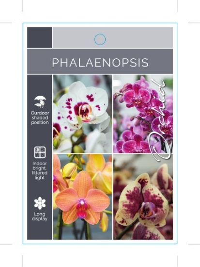 Picture of HOUSEPLANT PHALAENOPSIS ORCHID (MIXED PICTURE)                                                                                                        