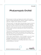 Picture of HOUSEPLANT PHALAENOPSIS ORCHID (MIXED PICTURE)                                                                                                        