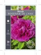 Picture of ROSE ROSERAIE DE L HAY (OW)                                                                                                                           