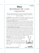 Picture of ROSE ROSERAIE DE L HAY (OW)                                                                                                                           