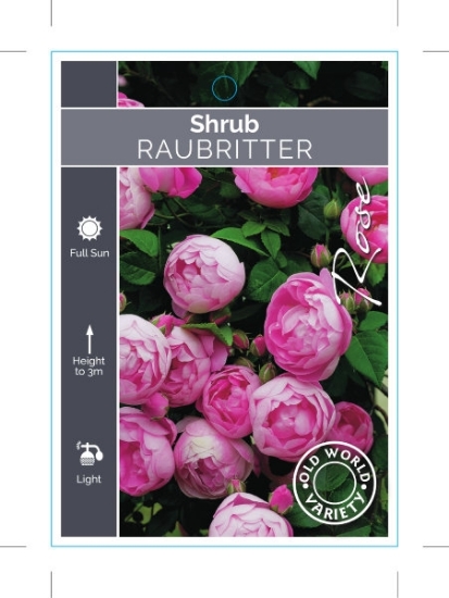 Picture of ROSE RAUBRITTER (OW)                                                                                                                                  