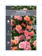 Picture of ROSE COMPASSION CLIMBING                                                                                                                              