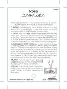 Picture of ROSE COMPASSION CLIMBING                                                                                                                              