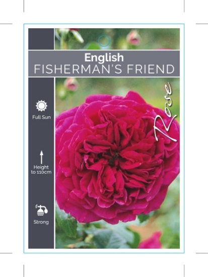 Picture of ROSE FISHERMANS FRIEND (English)                                                                                                                      