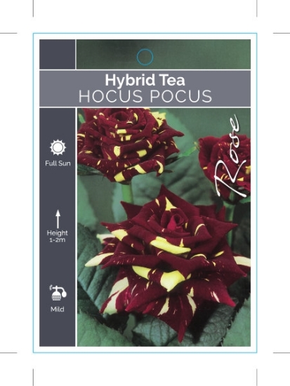 Picture of ROSE HOCUS POCUS (HT)                                                                                                                                 