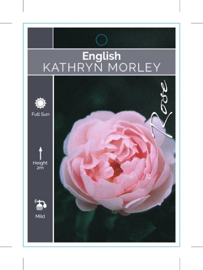 Picture of ROSE KATHRYN MORLEY (English)                                                                                                                         
