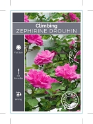 Picture of ROSE ZEPHIRINE DROUHIN CLIMBING (OW)                                                                                                                  