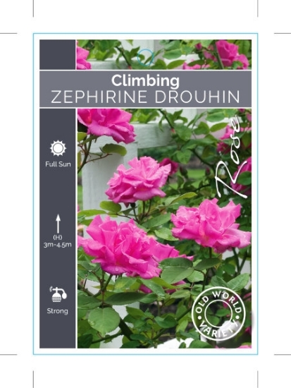 Picture of ROSE ZEPHIRINE DROUHIN CLIMBING (OW)                                                                                                                  