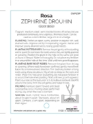 Picture of ROSE ZEPHIRINE DROUHIN CLIMBING (OW)                                                                                                                  
