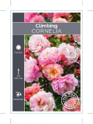 Picture of **ROSE CORNELIA (OW)                                                                                                                                  