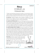 Picture of **ROSE CORNELIA (OW)                                                                                                                                  