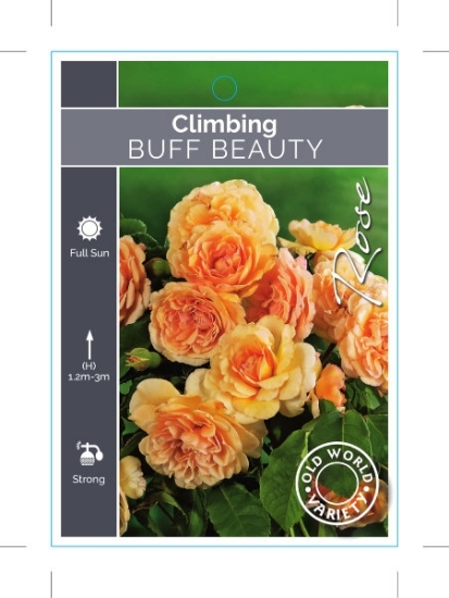 Picture of **ROSE BUFF BEAUTY (OW)                                                                                                                               
