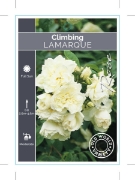 Picture of ROSE LAMARQUE CLIMBING (OW)                                                                                                                           