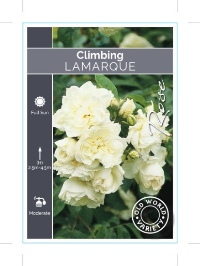 Picture of ROSE LAMARQUE CLIMBING (OW)                                                                                                                           