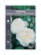 Picture of **ROSE MME ALFRED CARRIERE (OW)                                                                                                                       