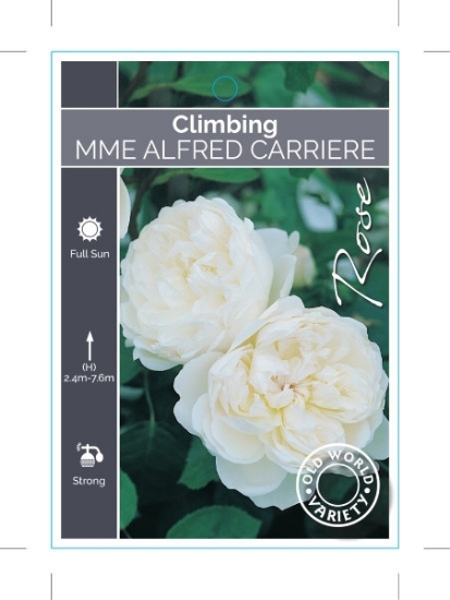 Picture of **ROSE MME ALFRED CARRIERE (OW)                                                                                                                       