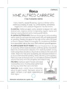Picture of **ROSE MME ALFRED CARRIERE (OW)                                                                                                                       