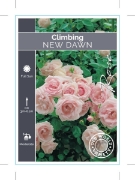 Picture of ROSE NEW DAWN CLIMBING (OW)                                                                                                                           