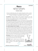 Picture of ROSE NEW DAWN CLIMBING (OW)                                                                                                                           