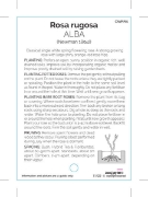 Picture of ROSE ROSA RUGOSA ALBA (OW)                                                                                                                            