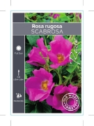 Picture of ROSE ROSA RUGOSA SCABROSA (OW)                                                                                                                        