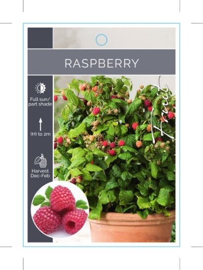 Picture of FRUIT RASPBERRY (UNNAMED VARIETY)                                                                                                                     