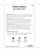 Picture of FRUIT RASPBERRY (UNNAMED VARIETY)                                                                                                                     
