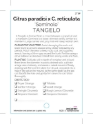 Picture of FRUIT CITRUS TANGELO SEMINOLE                                                                                                                         