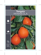 Picture of FRUIT CITRUS TANGELO MINNEOLA                                                                                                                         