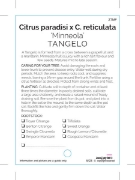 Picture of FRUIT CITRUS TANGELO MINNEOLA                                                                                                                         